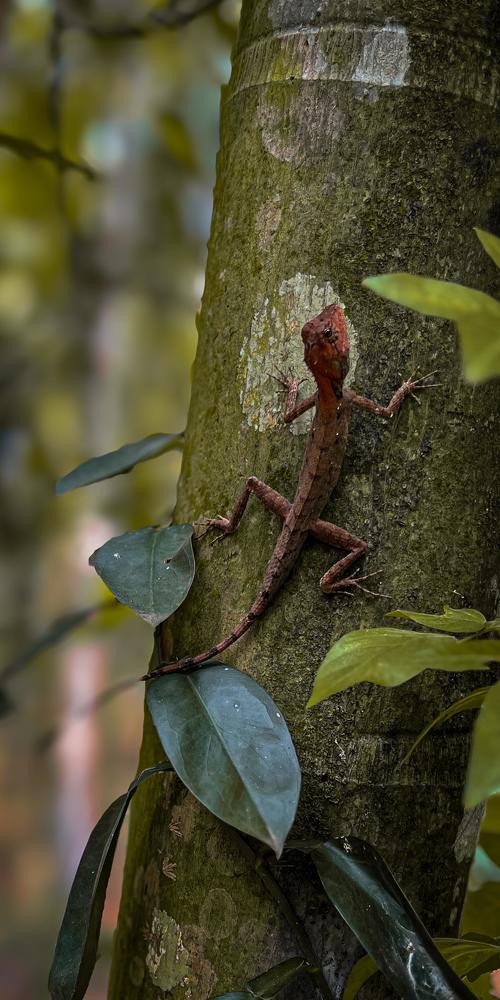 Photograph by Sayyid Mujthaba