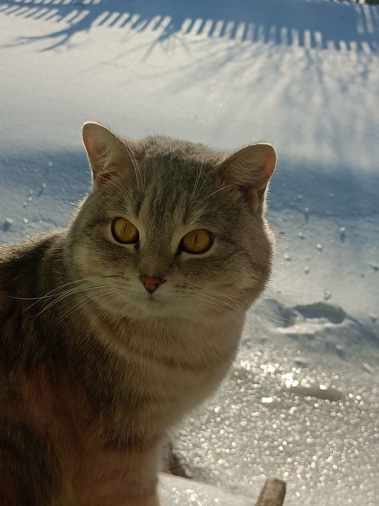 Photo #10672323
