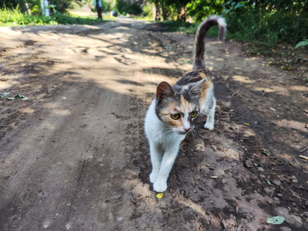 Photograph by Ирина Шибитова