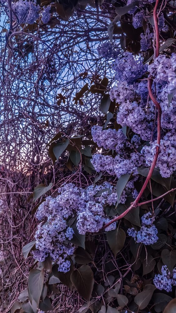 Photograph by Ирина Львова