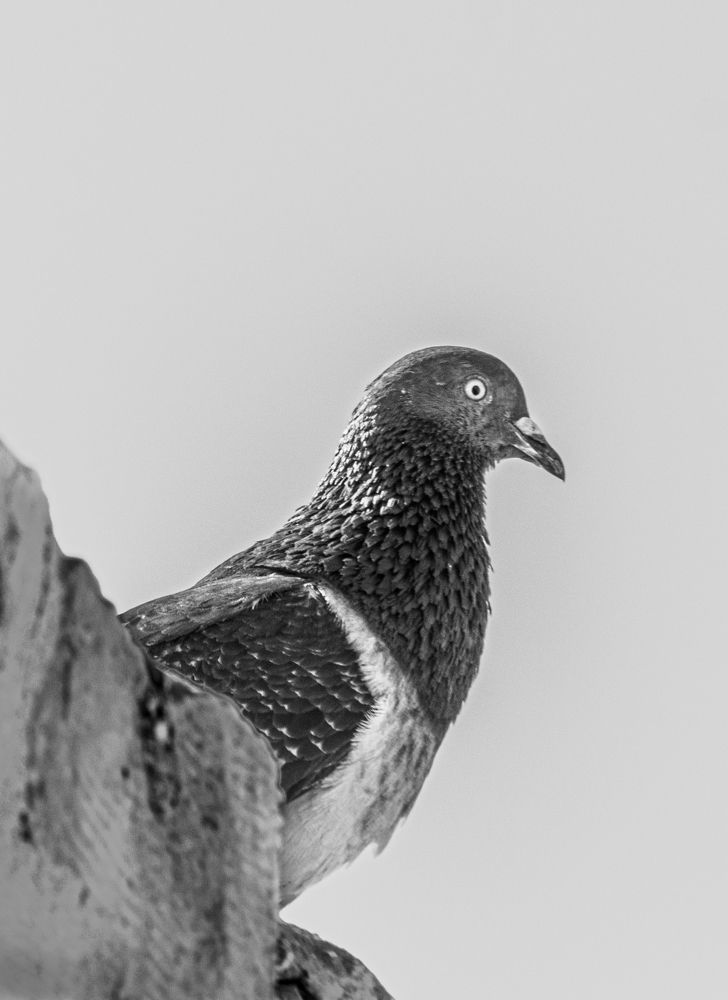 Фотография автора Rama Gheath