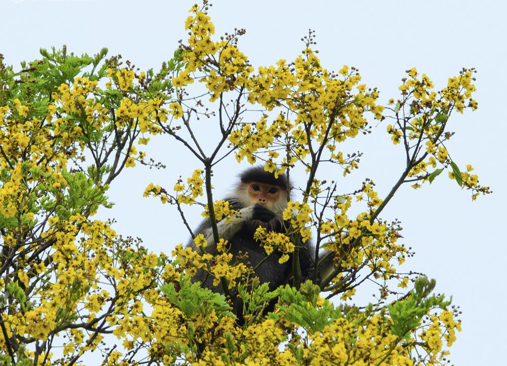 Brown-shanked  douc langur