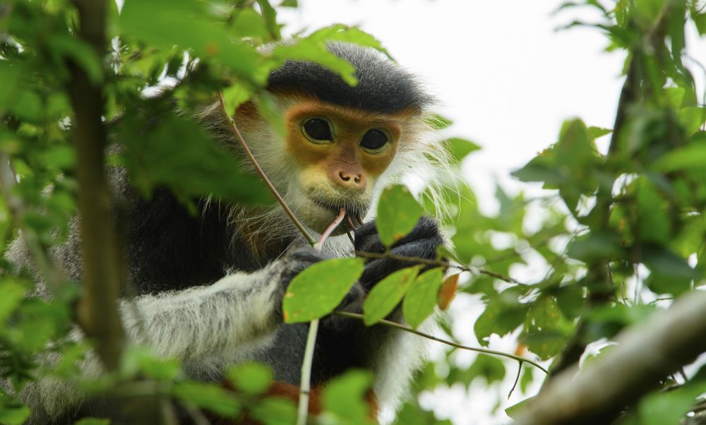 Brown-shanked douc langur on Son Tra peninsula, Da Nang.
