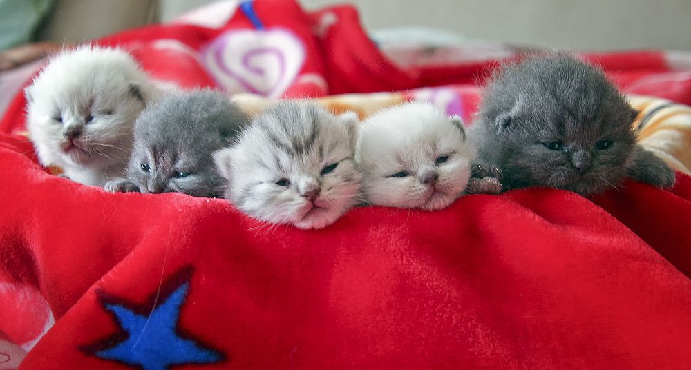 Фотография автора Александр