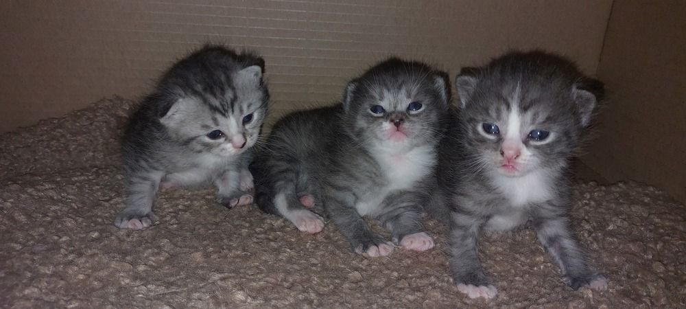 Фотография автора Ольга Круковская