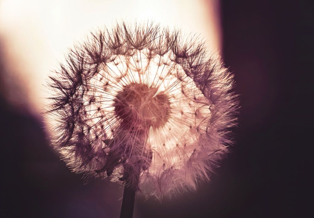 Photograph by Максим Кольцов