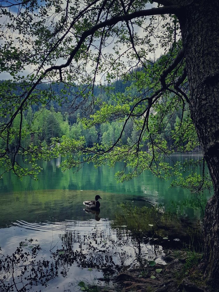 Фотография автора Maryna Pytliak