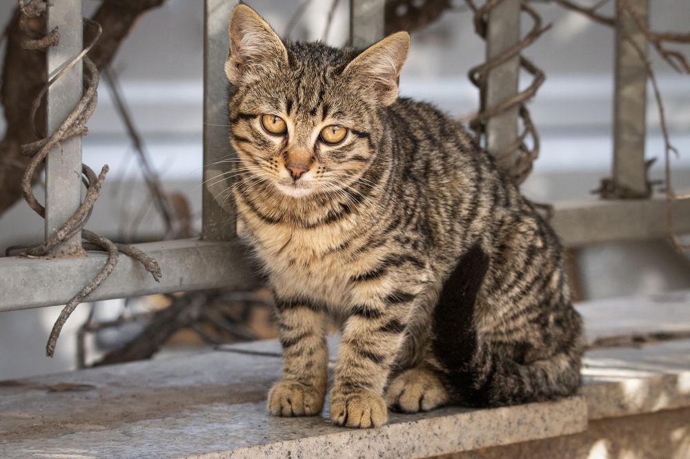 Photograph by Горбачева Маментьева Татьяна