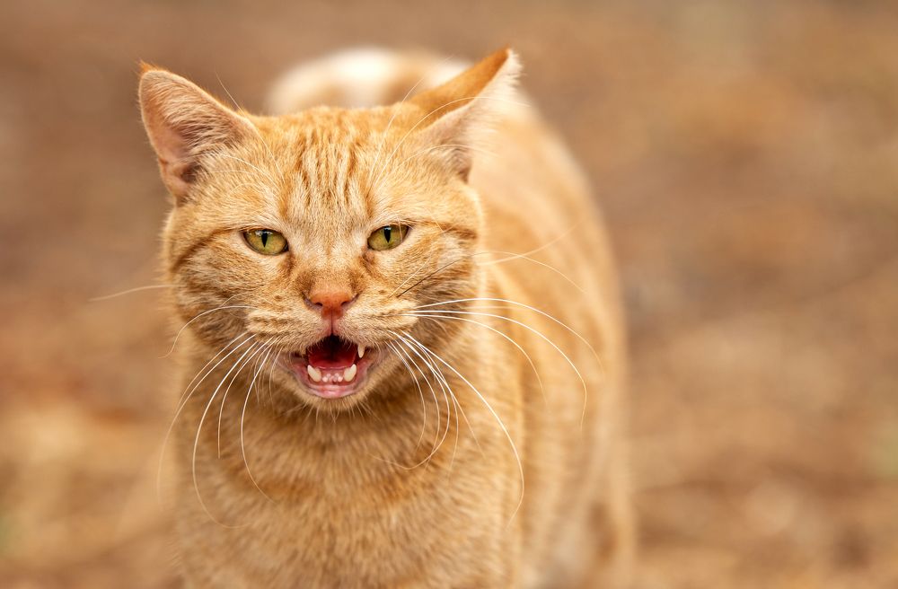 Photograph by Горбачева Маментьева Татьяна