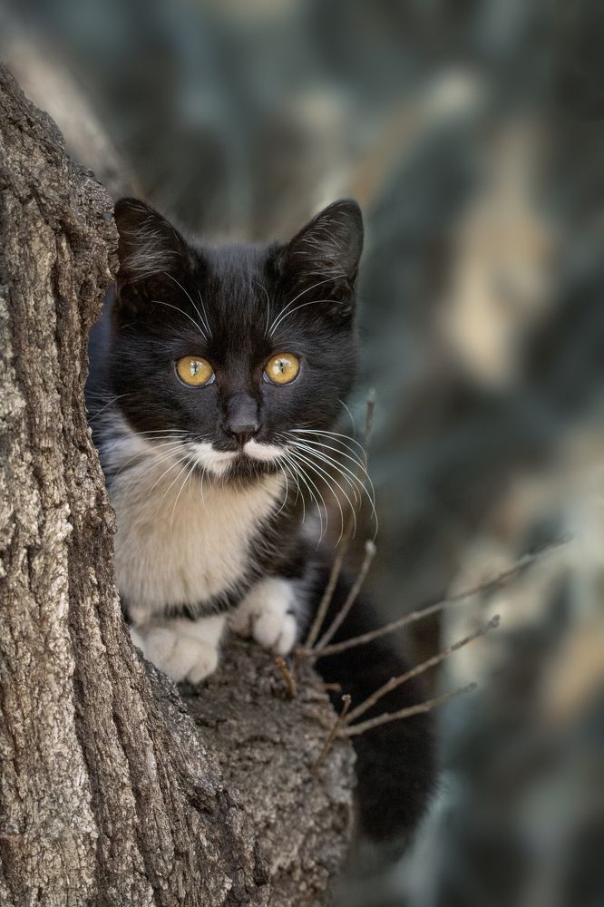 Photograph by Горбачева Маментьева Татьяна