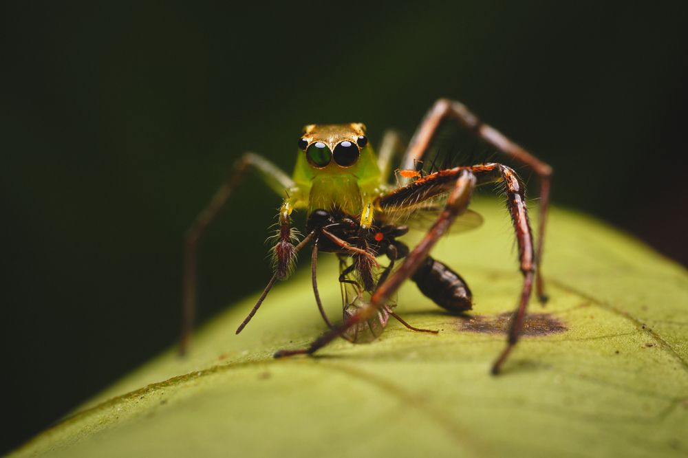 Фотография автора John Bernard Triumfante