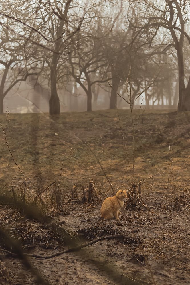 Photograph by Руслана Ковалевская