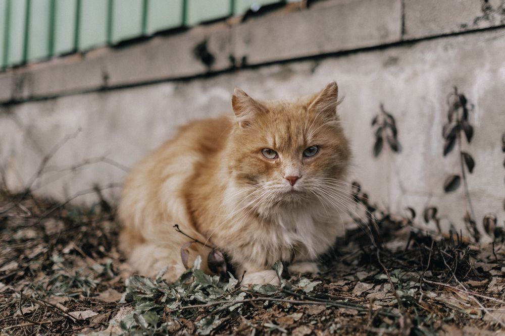 Photograph by Екатерина Бердутина