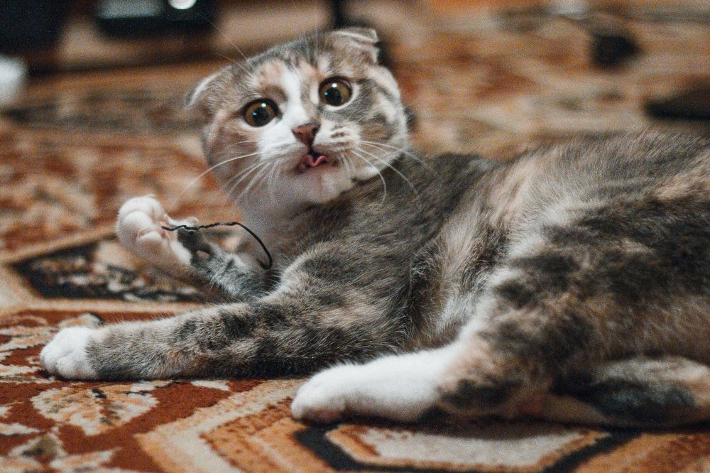 Фотография автора Иван Карпов