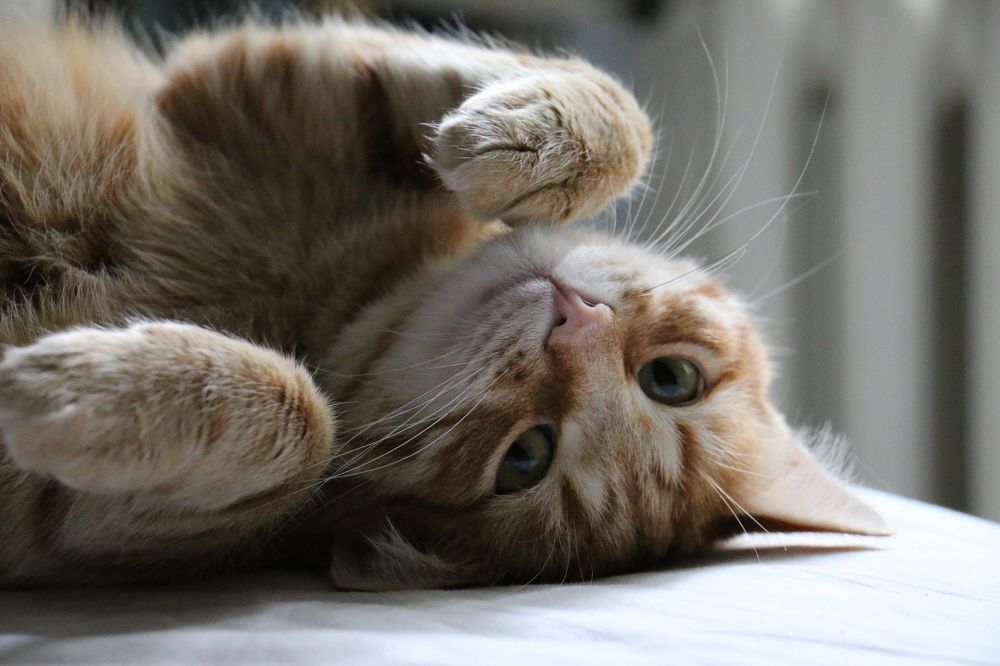 Photograph by Анастасия Свиридова