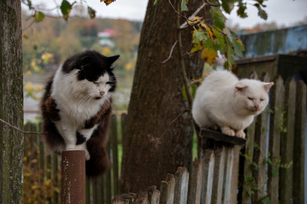 Photograph by Елена Ефимова