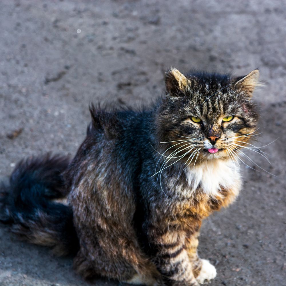 Photograph by Nikolai Barchan