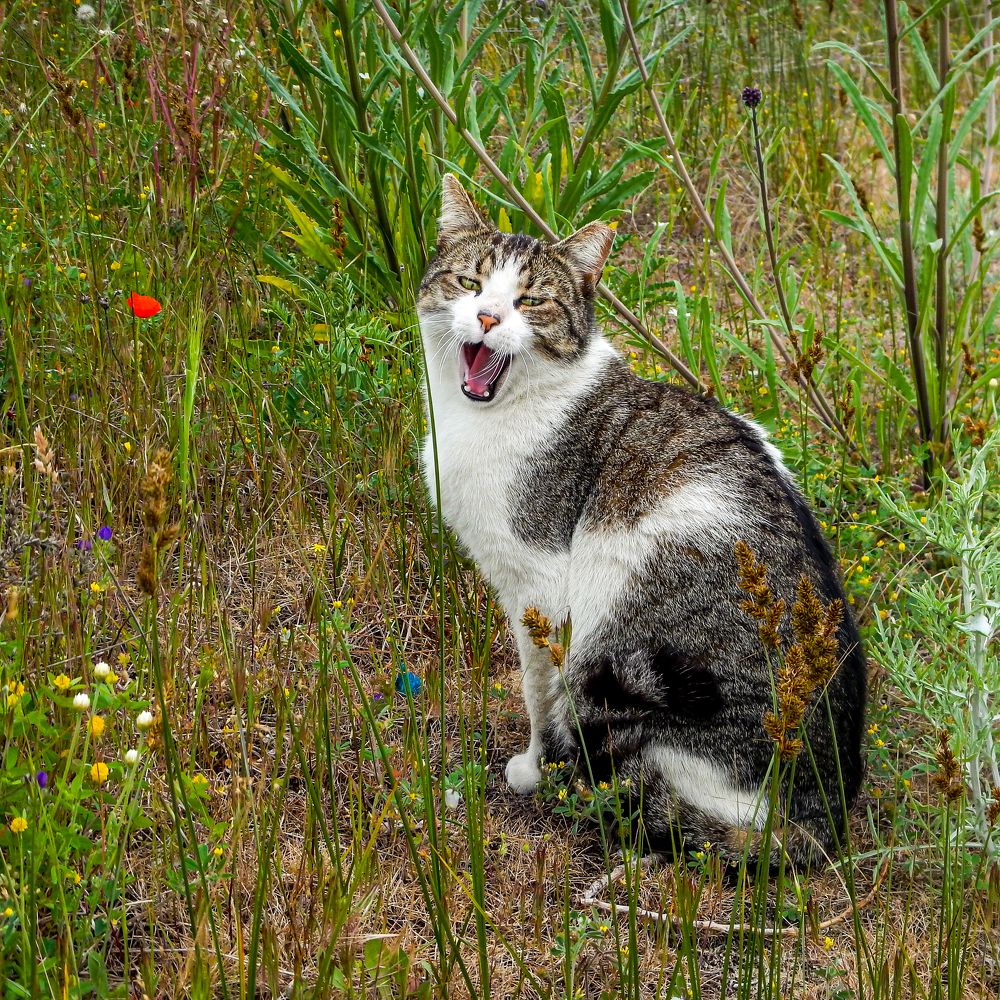 Кошачья улыбка