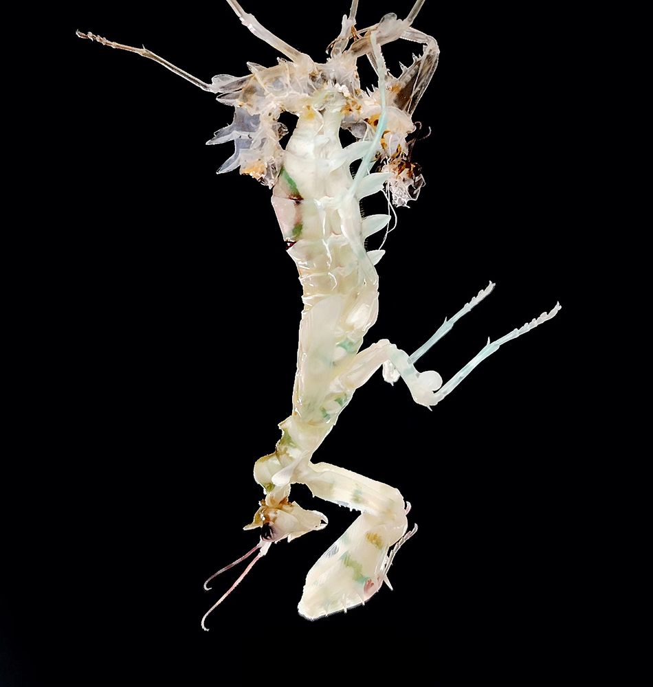 Фотография автора TAN LING ZI