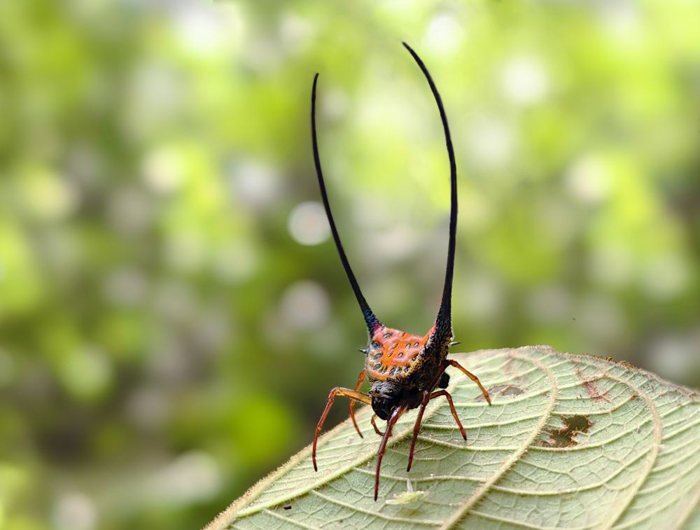 Фотография автора TAN LING ZI