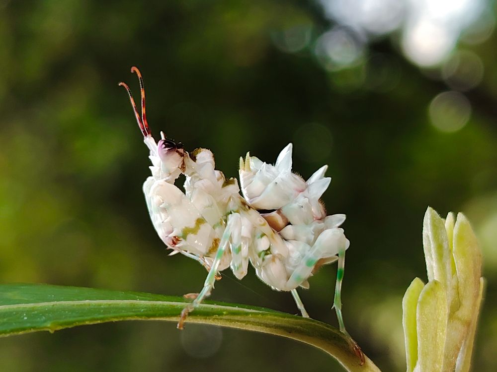 Фотография автора TAN LING ZI