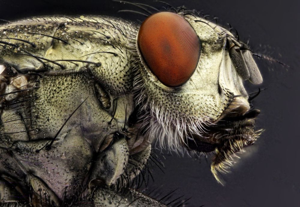 Photograph by Omid Mirshamsi