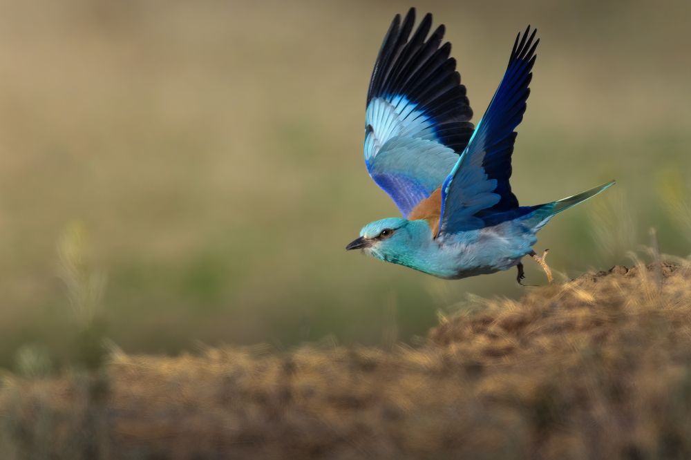 Photograph by Марат Кучкаев