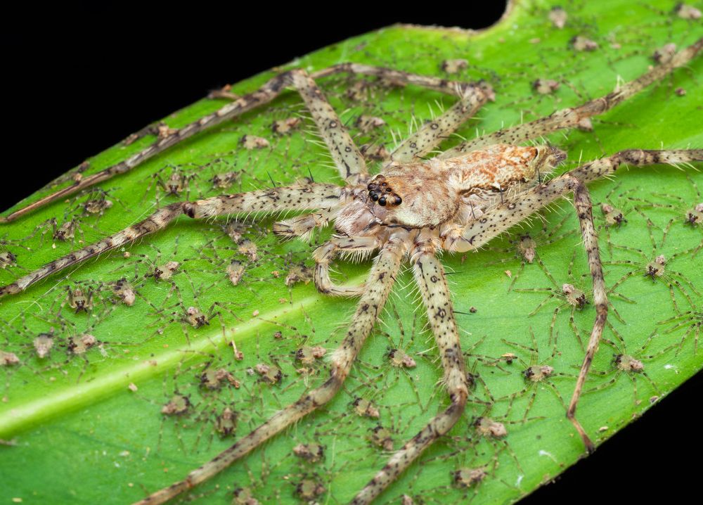 Фотография автора TAN LING ZI