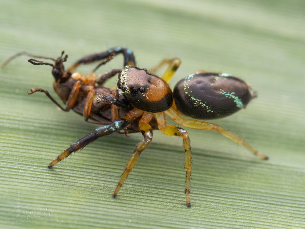 Фотография автора TAN LING ZI