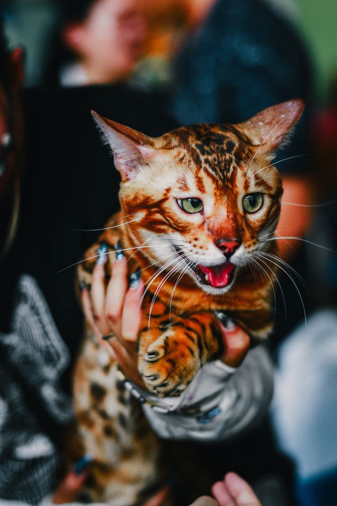 Photograph by Trung Tài Phan