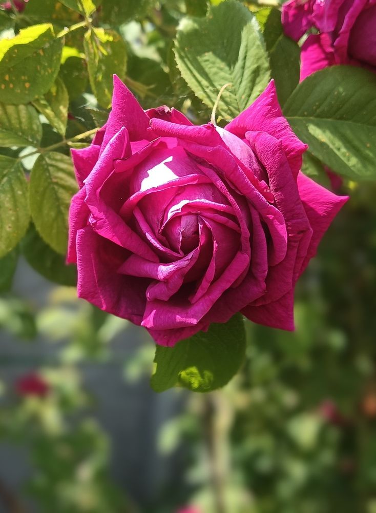 Photograph by Mishel Photographer