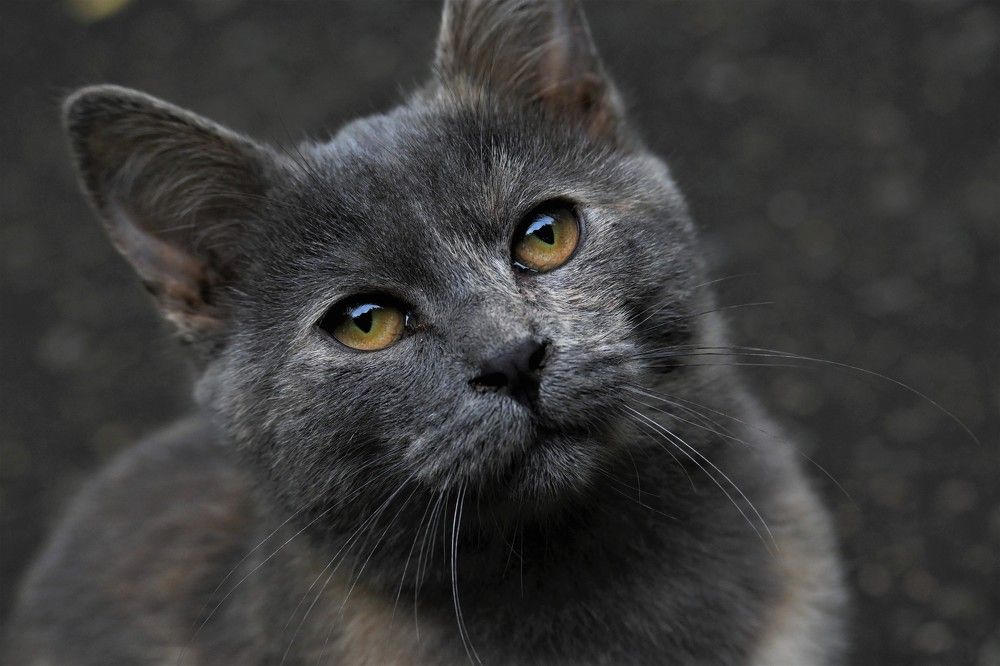 Фотография автора IRINA FILIPPOVA