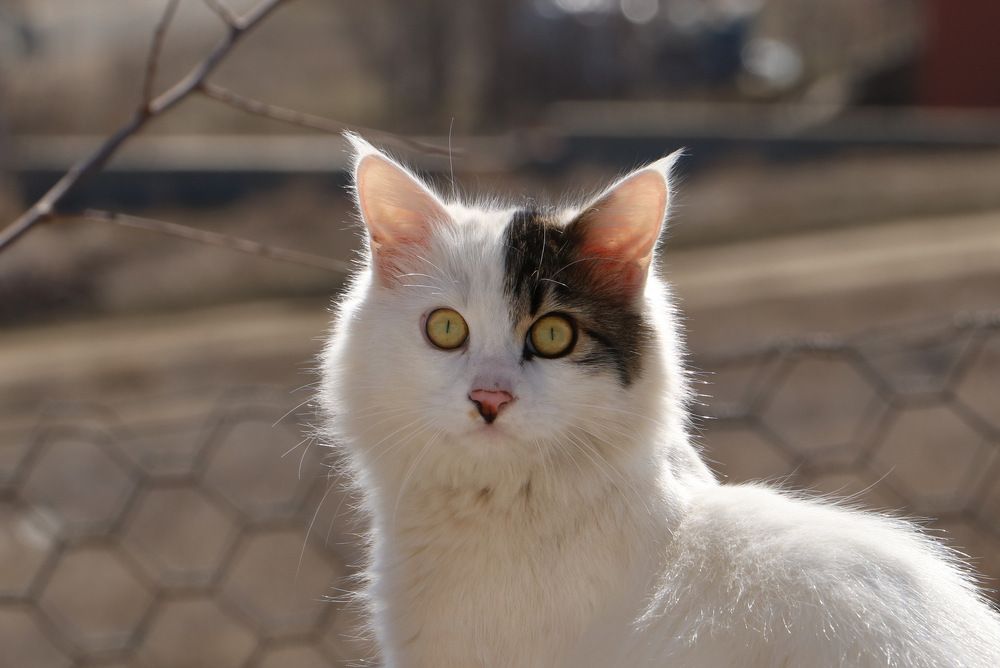 Photograph by Cengiz Yalcin