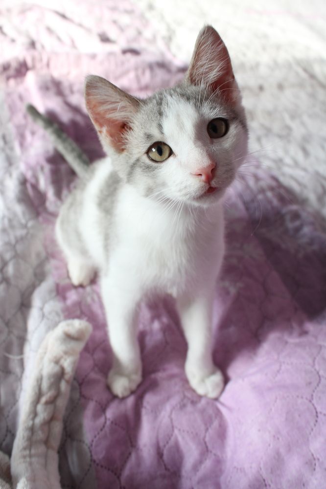 Милота