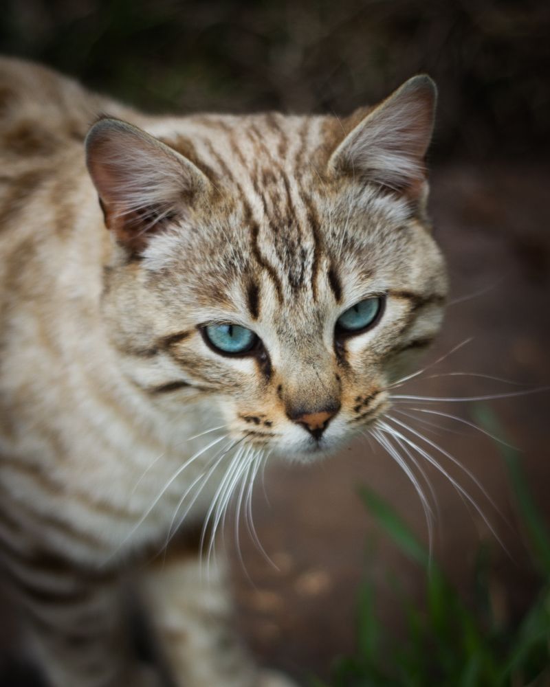 Фотография автора Софья Алексеева