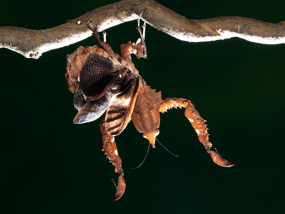 Фотография автора TAN LING ZI