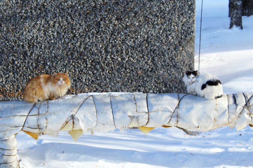 Тёплые коты