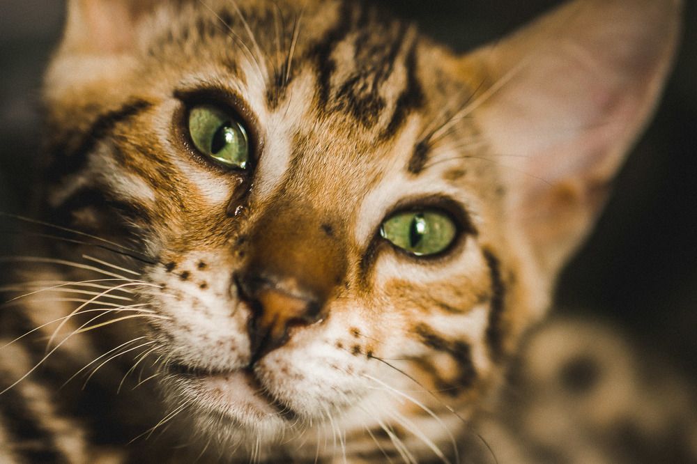 Bengal cat tears