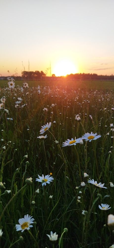 Фотография автора Ариадна Ланно