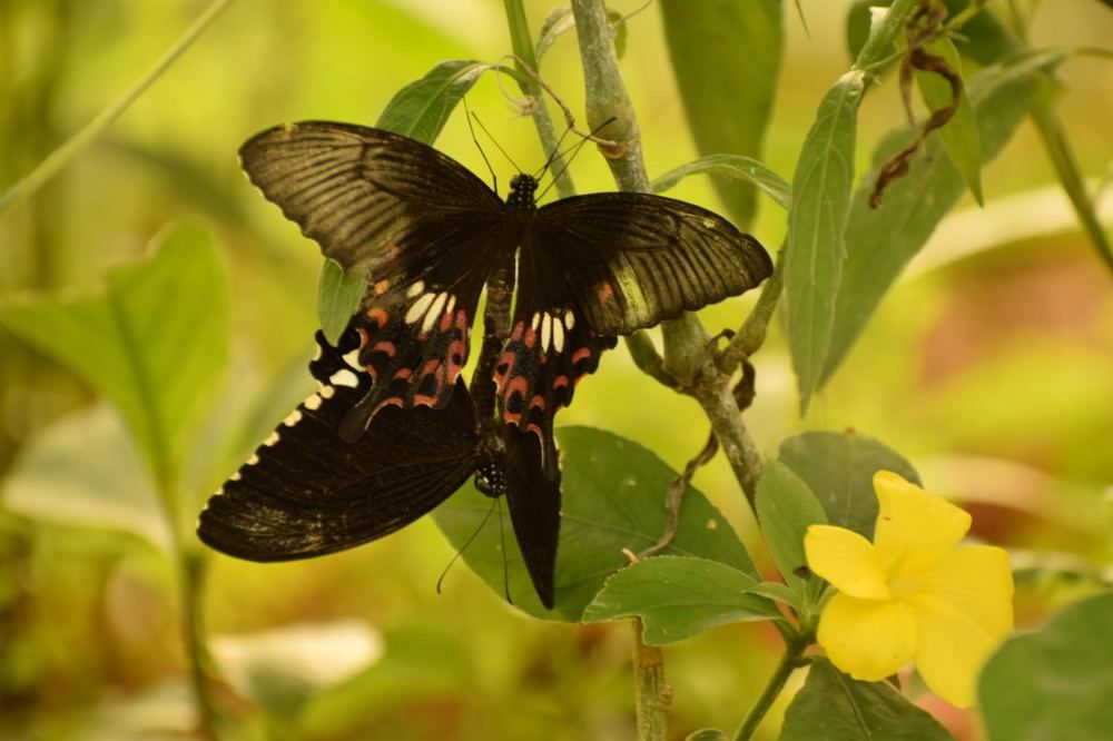 Photograph by Namrata Banjara