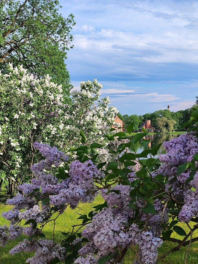 Сиреневый бум в Екатерининском парке