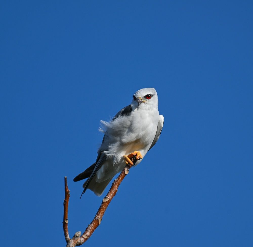 Black-winged kite