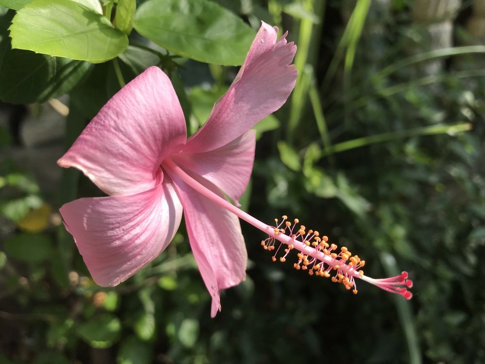 Photograph by Deasy Junita Dhani Hidayana