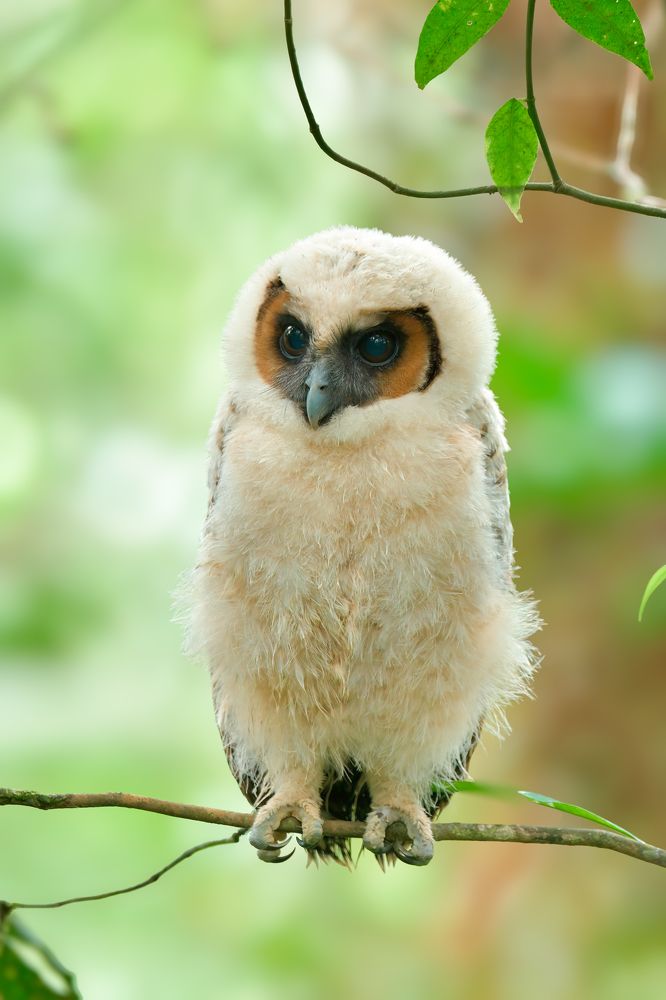 Photograph by Livines Annamalai