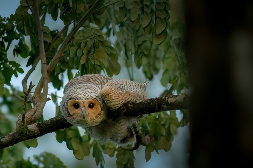 Photograph by Livines Annamalai