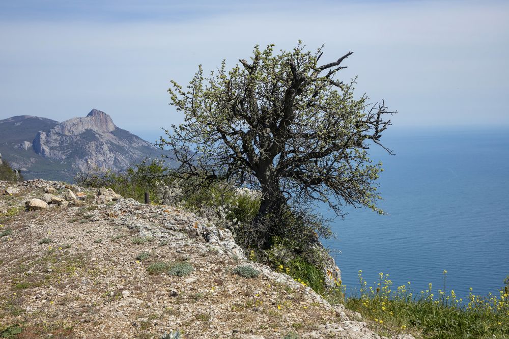 Photograph by Юлия Лазебная