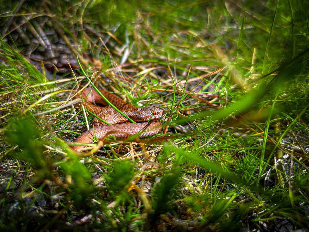 Фотография автора Александр Хухлов