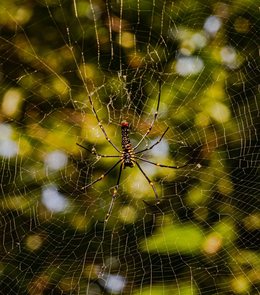 Photograph by Susobhan Biswas