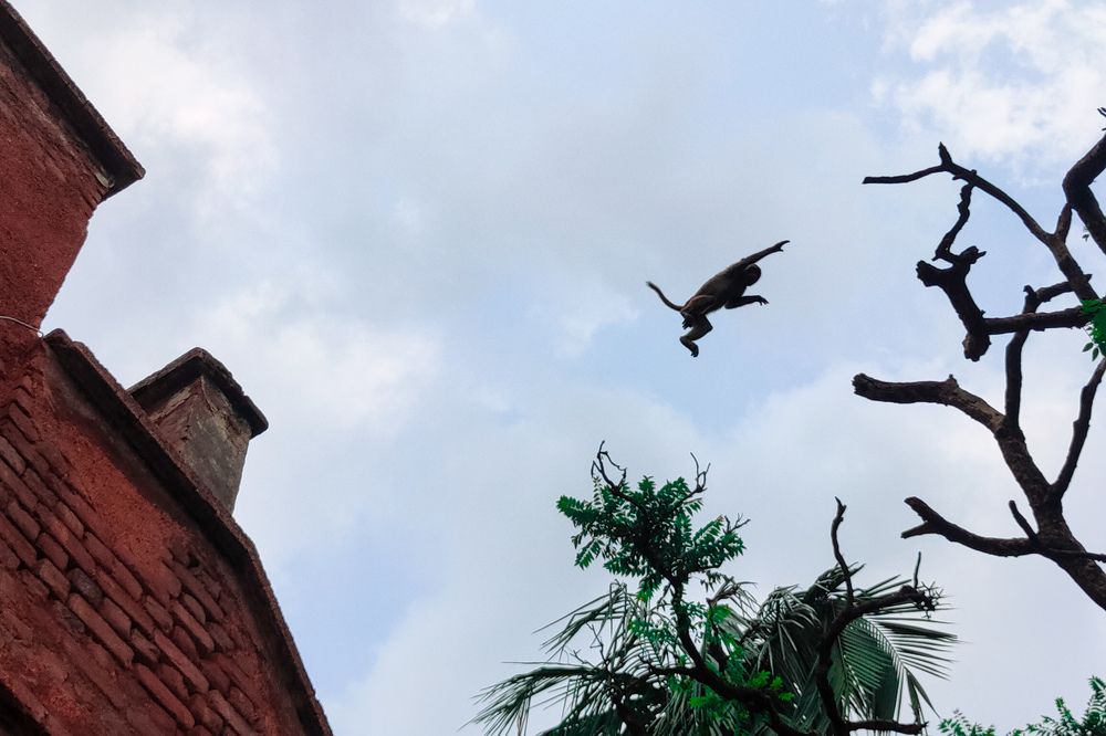 wild life in streets