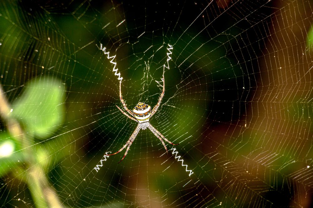 Photograph by Susobhan Biswas